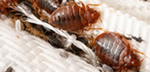 Durham, NC Pest Control | Scott’s Turf and Pest Services