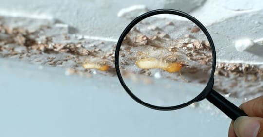 What is the Safest Type of Termite Control?