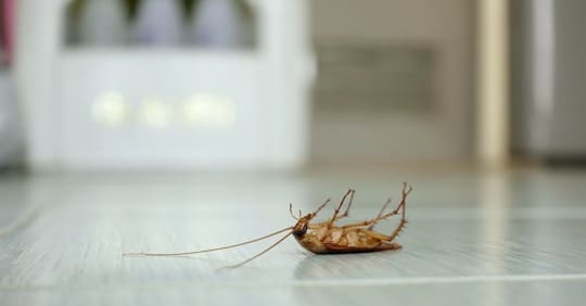 Common Household Pests During Winter and How to Prevent Them