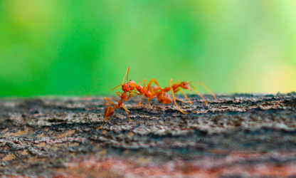 Fire Ants