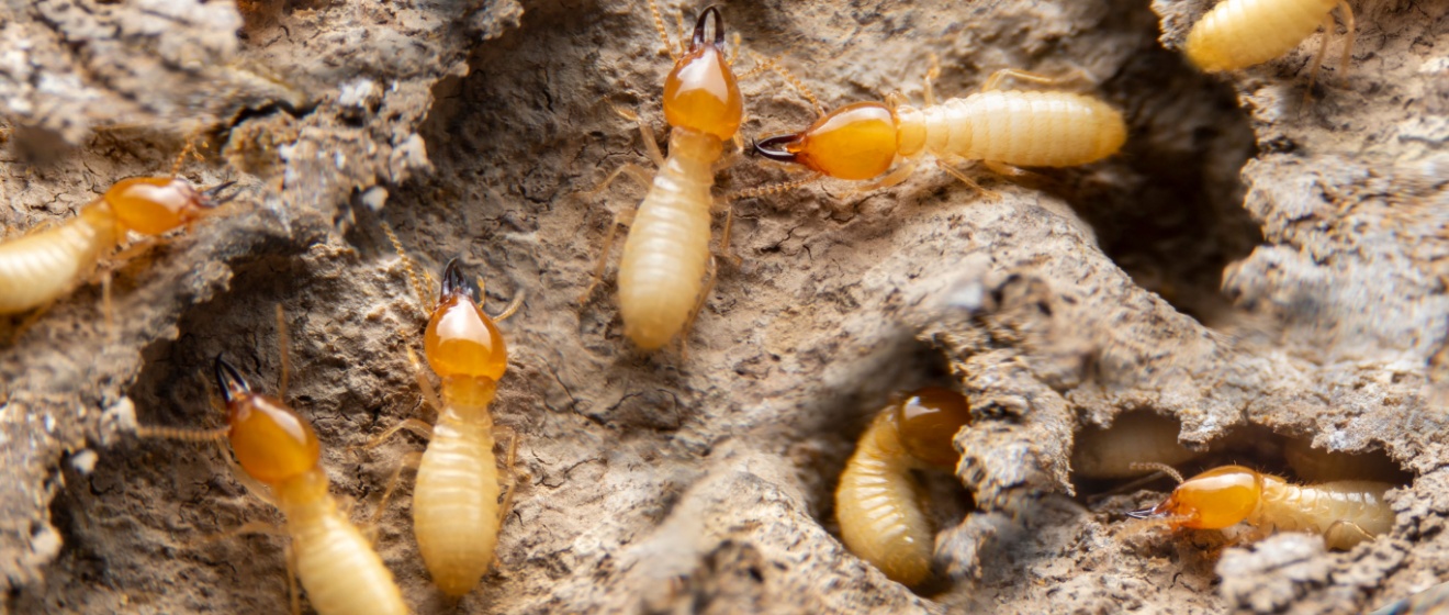 Best Termite Exterminators in Mebane, NC