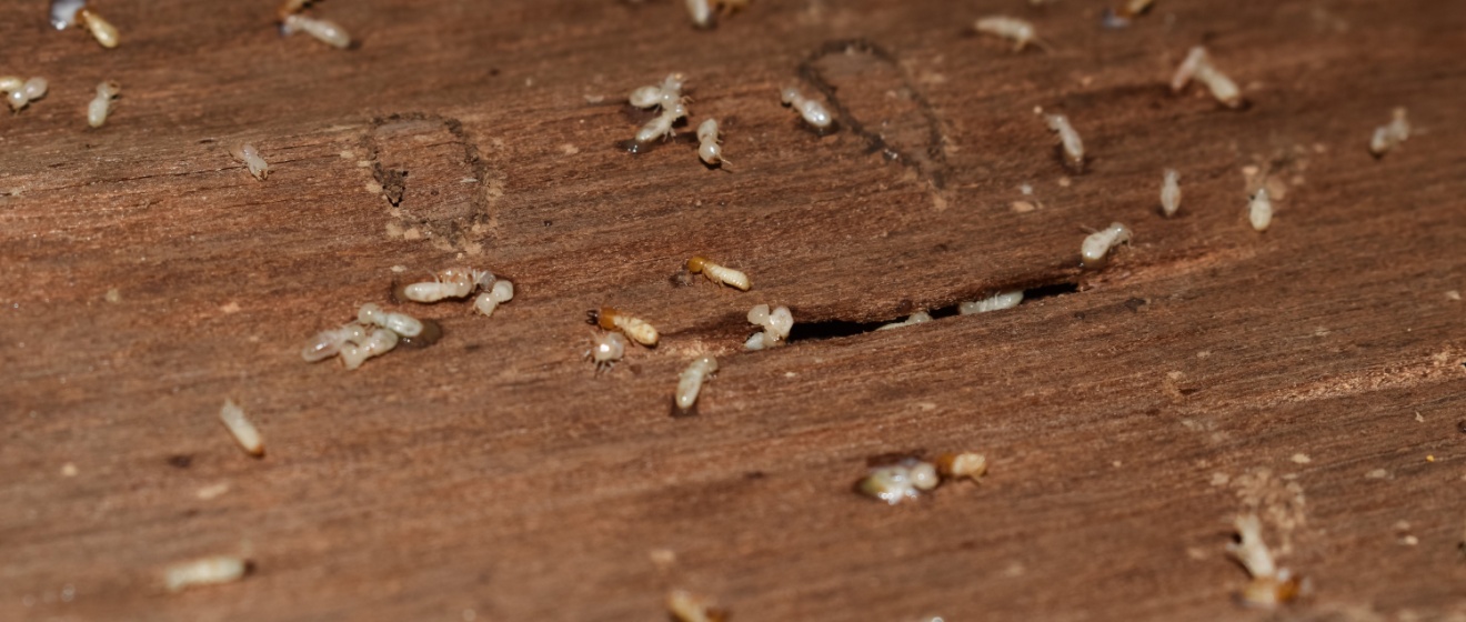 How Do I Know If I Have a Termite Problem?