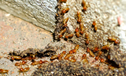 Termite_Control_Service