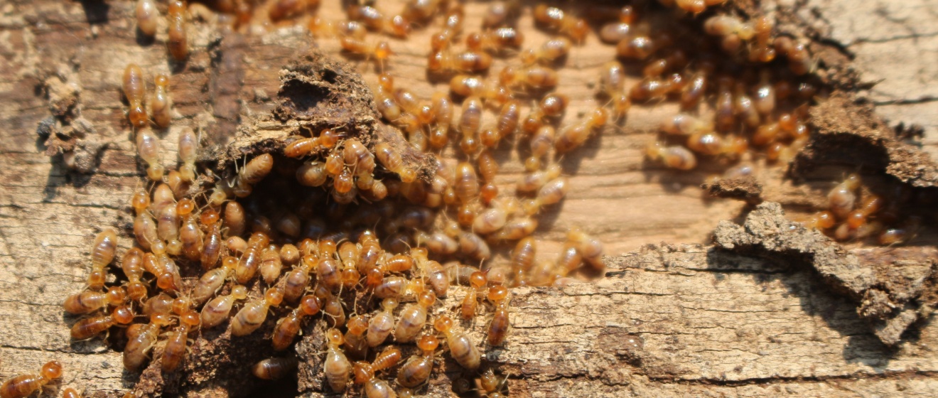 The Cost of Termite Damage in Chapel Hill: Why Prevention is Cheaper Than Repairs