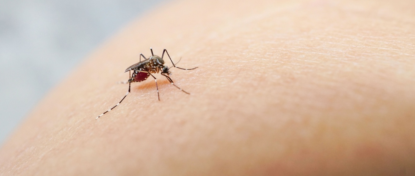 Why Are Mosquitoes So Bad in Mebane? Understanding the Local Mosquito Season