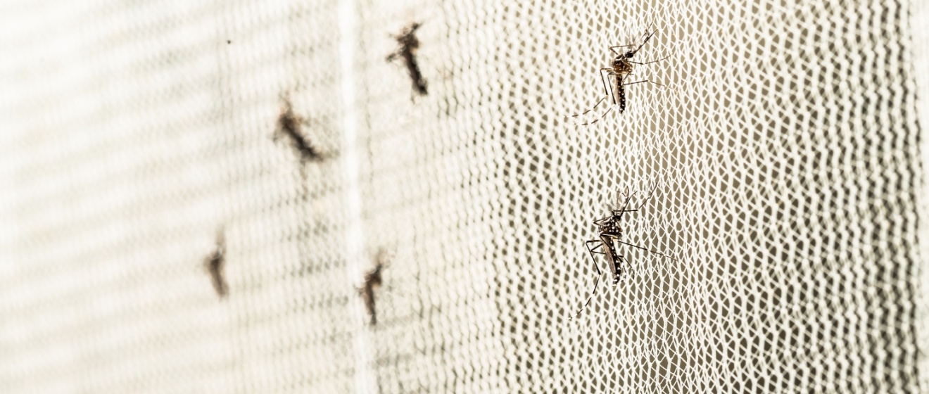 How to Keep Mosquitoes Away from Your Home: A Comprehensive Guide