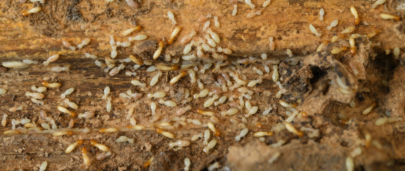Best Termite Treatment Options for Homes in Mebane, NC