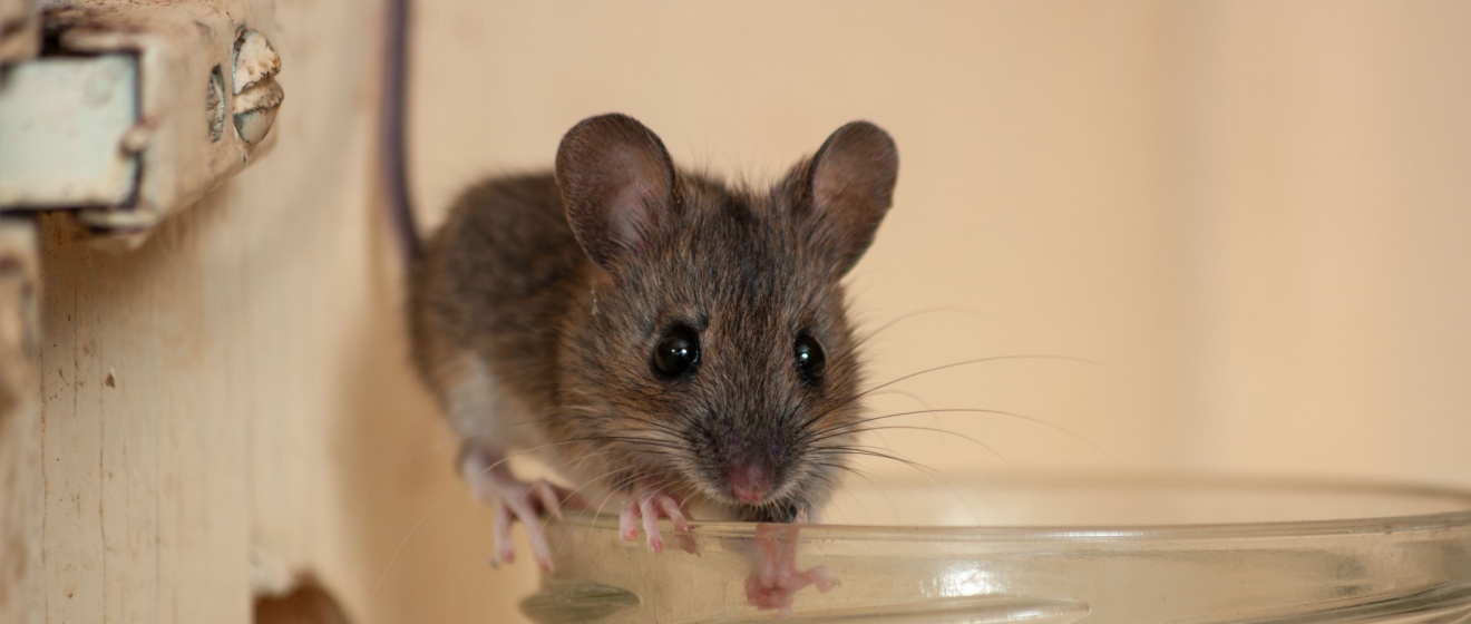 Mouse-Proofing Your Chapel Hill, NC Home Before Winter Hits