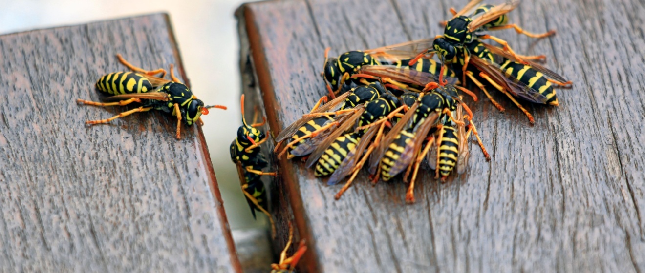 Yellow Jackets & Wasps in Mebane: What Every Homeowner Should Know This Fall