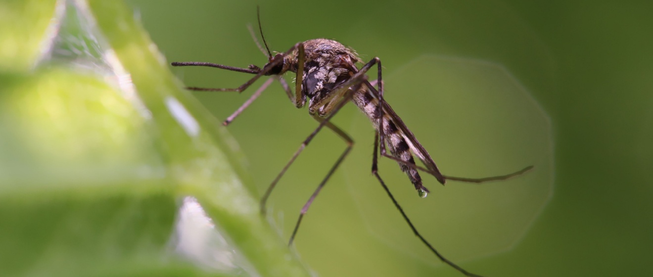 Mosquito Prevention in Chapel Hill, NC: Top Tips for a Bite-Free Backyard