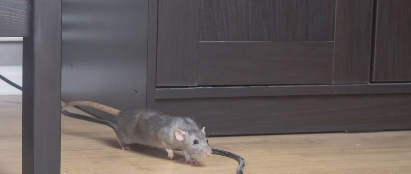 Rodents in Mebane: Why Fall Is Prime Time for Mice and Rats Indoors
