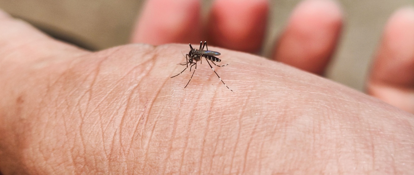 Why Mosquitoes Are Worse in August—and How Mebane, NC Homeowners Can Fight Back