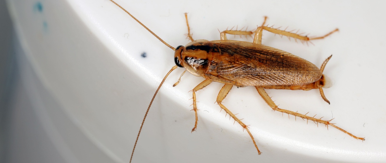Are Cockroaches Moving In This Fall? Roach Control Tips for Mebane, NC Homes