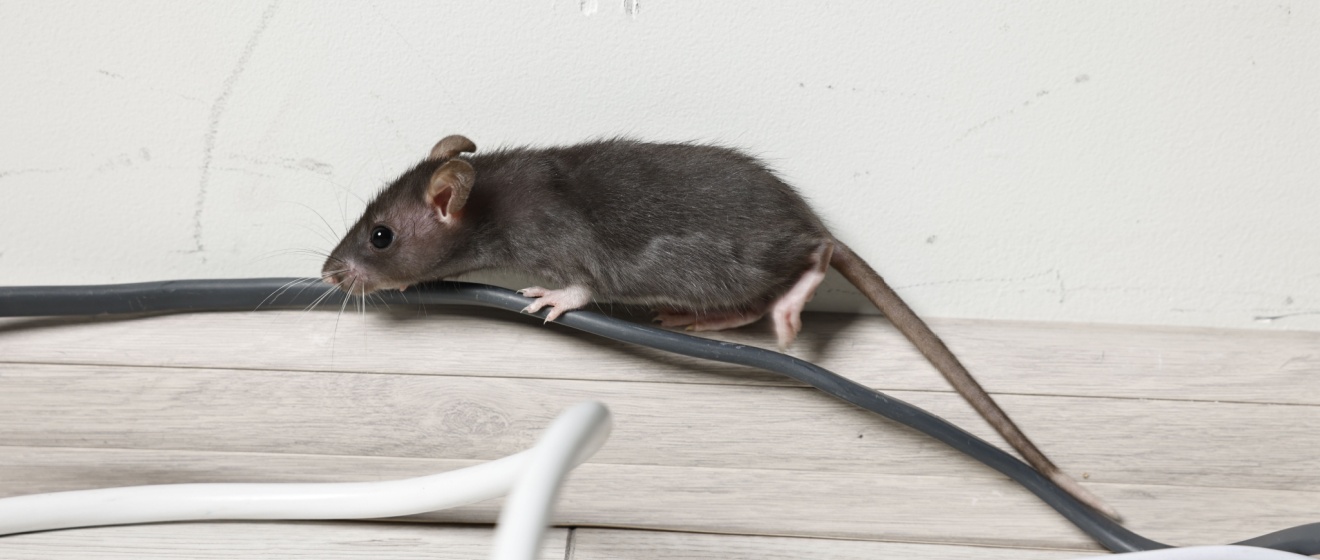 Are Rodents Nesting in Your Walls This Winter? Mebane, NC Pest Control Tips