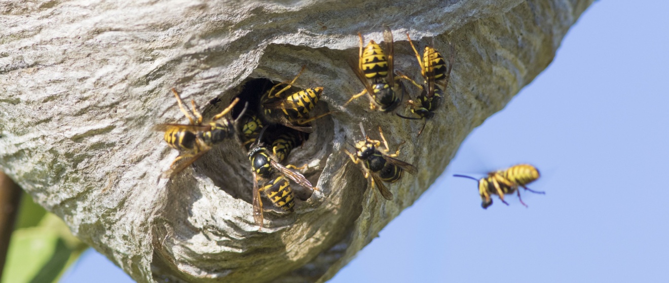 Stinging Insects in Chapel Hill: Signs of a Nest and What to Do About It