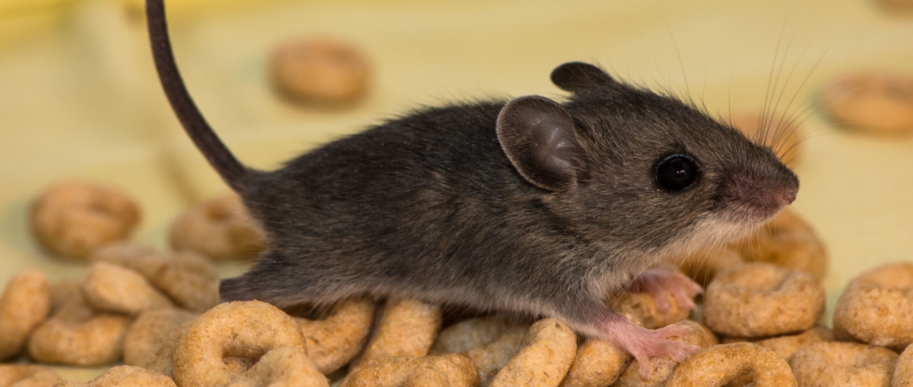 I Have Mice in My Durham, NC Home – What Should I Do?