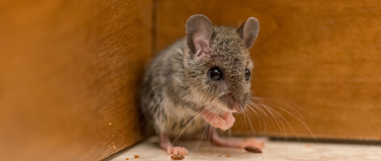 Durham’s #1 Choice for Rodent Control Services