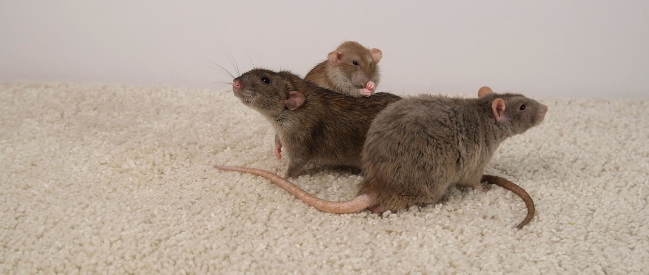 Are Rats a Common Problem in Durham, NC?