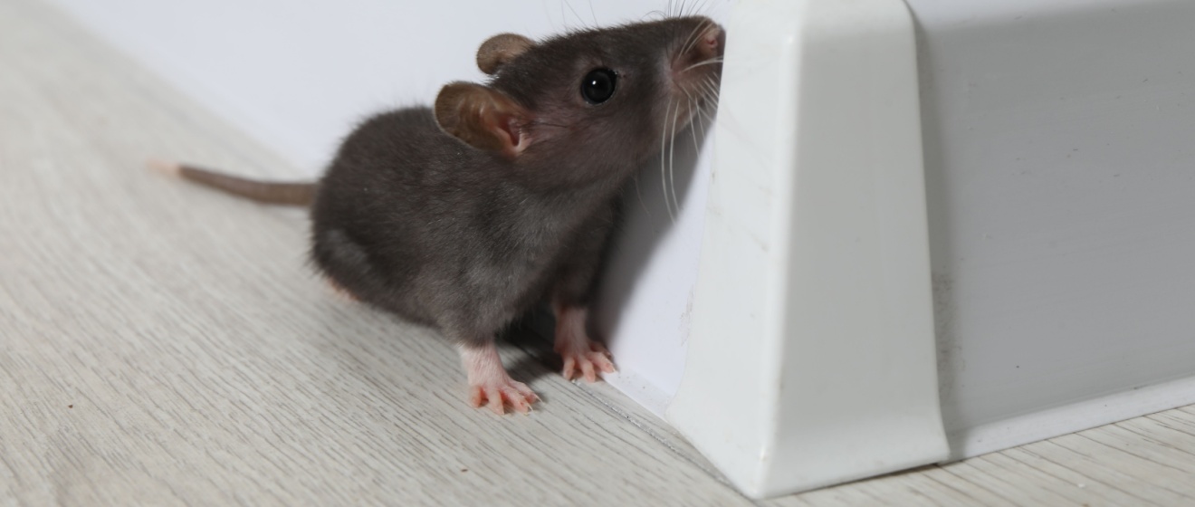 Who’s the Best Exterminator for Rodents in Durham, NC?